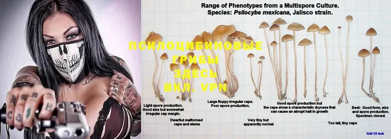 Псилоцибиновые грибы Psilocybe  Курган 